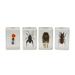 Celestron 3D Bug Specimen Kit 3 - 44409